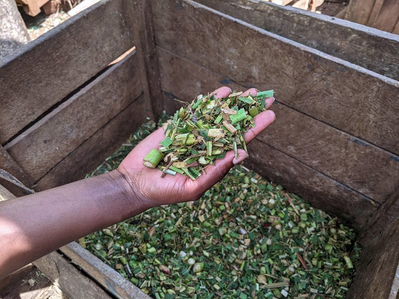 A hand holding forage pieces.