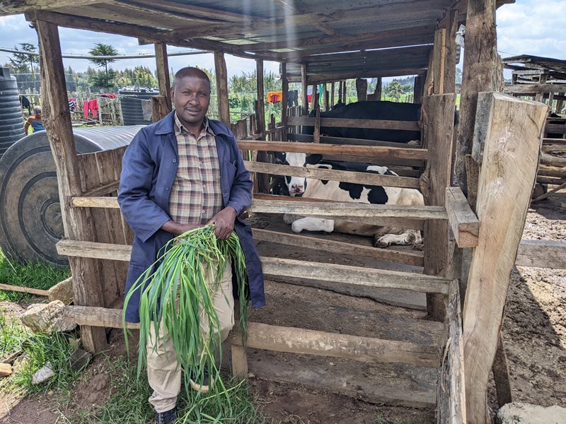 Farmer holds forage in front of his cow.