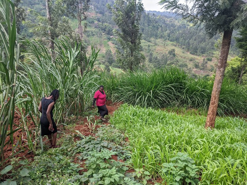 Two women walk down the hill on a farm.